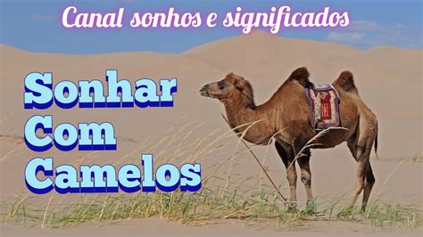 Sonhos Significado: sonhar com Camelo 